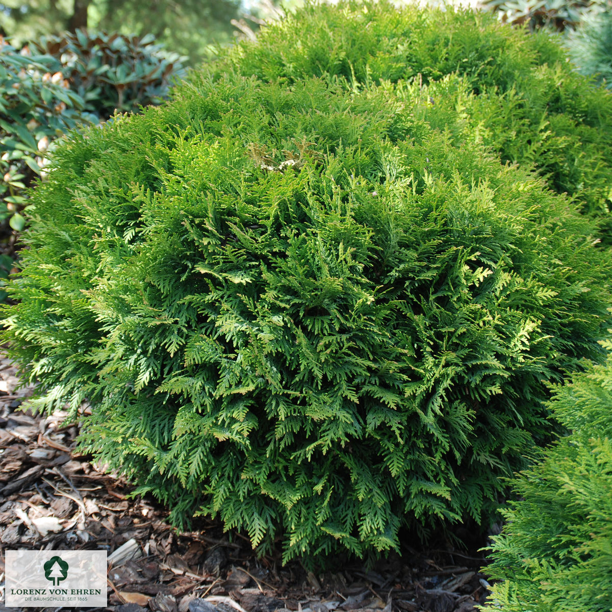 Thuja occidentalis 'Tiny Tim'