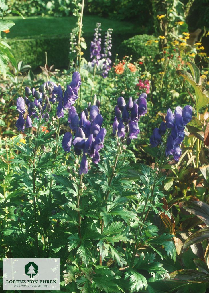 Aconitum carmichaelii 'Arendsii'