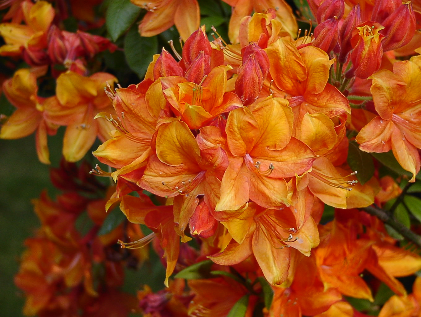 Rhododendron Azalea 'Golden Eagle': Leuchtendes Rot-Orange für den Garten! Rhododendron Azalea 'Golden Eagle': Die rot-orangen Blüten dieser Sorte bringen eine lebendige und warme Atmosphäre in Ihren Garten.