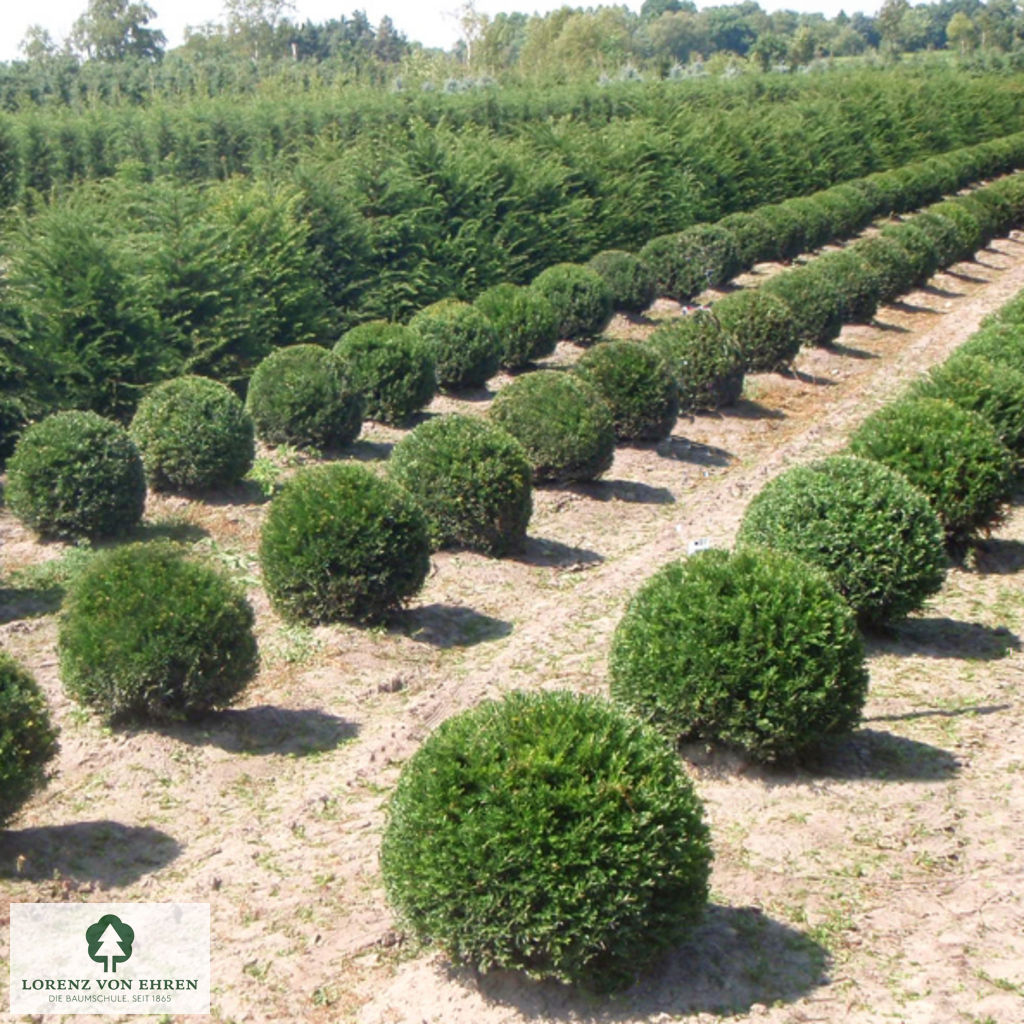 Taxus baccata