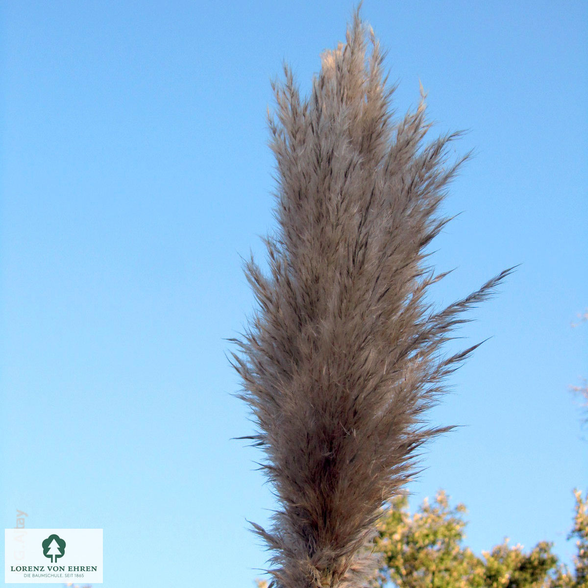 Cortaderia selloana