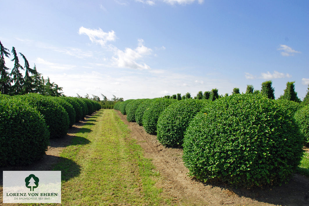 Buxus sempervirens 'Bullata'