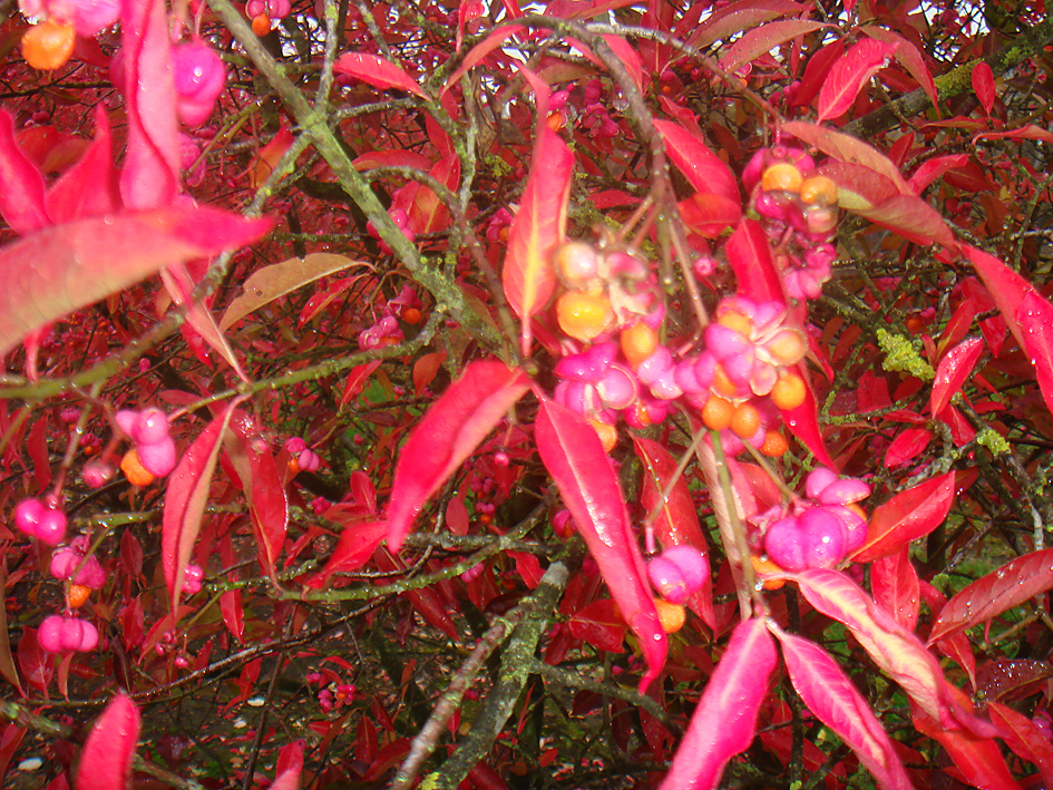 Euonymus yedoensis Frucht pink Laub Herbst Euonymus yedoensis mit Frucht in pink und Laub im Herbst