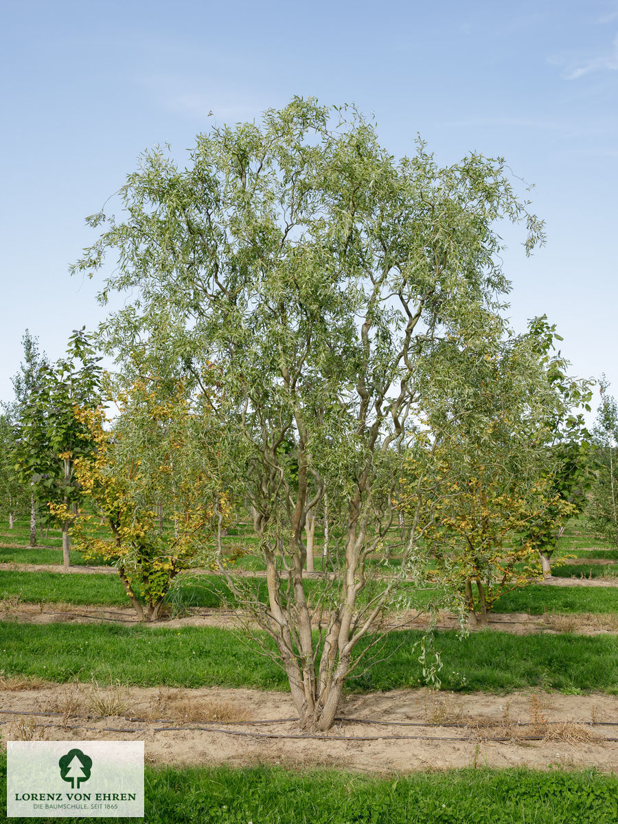 Salix matsudana 'Tortuosa'