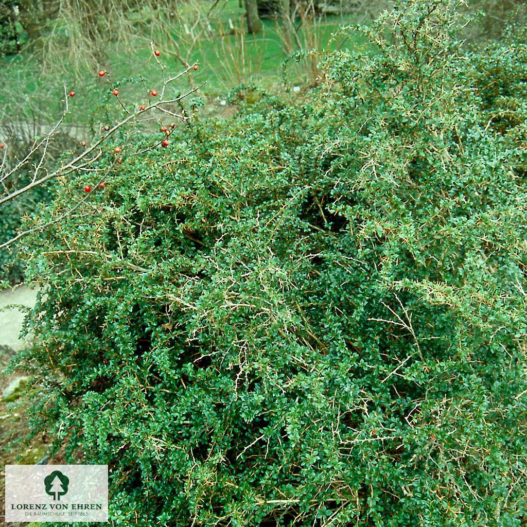 Berberis verruculosa