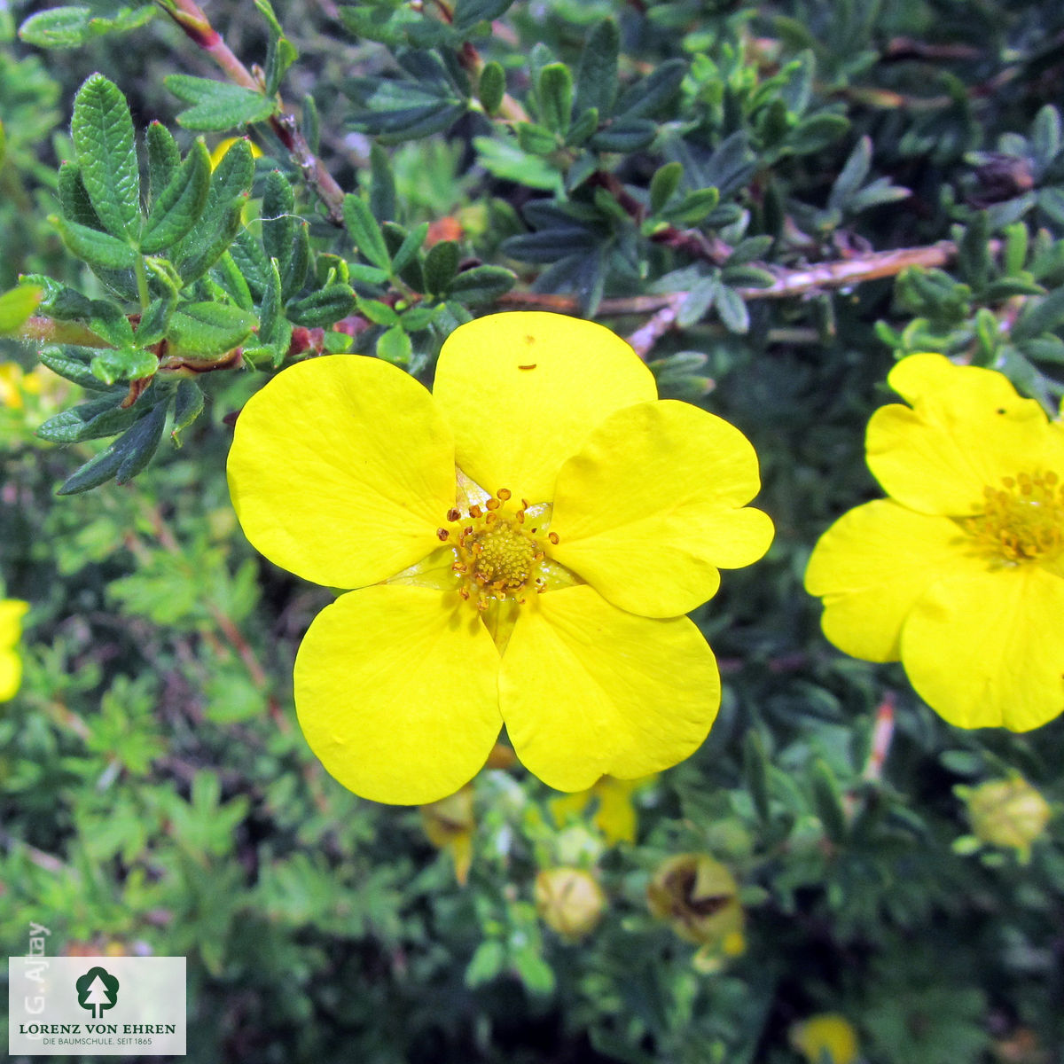 Potentilla fruticosa 'Klondike'