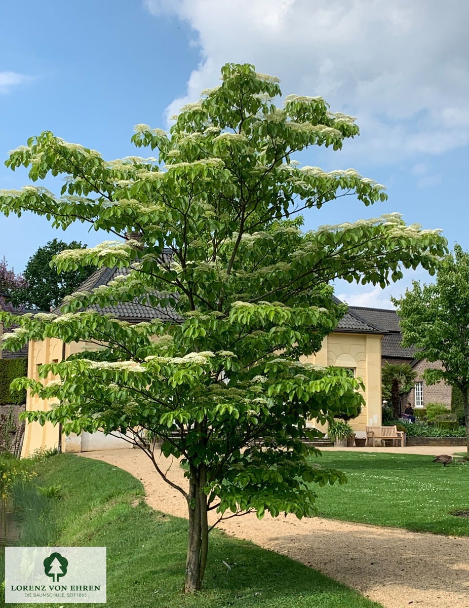 Cornus alternifolia