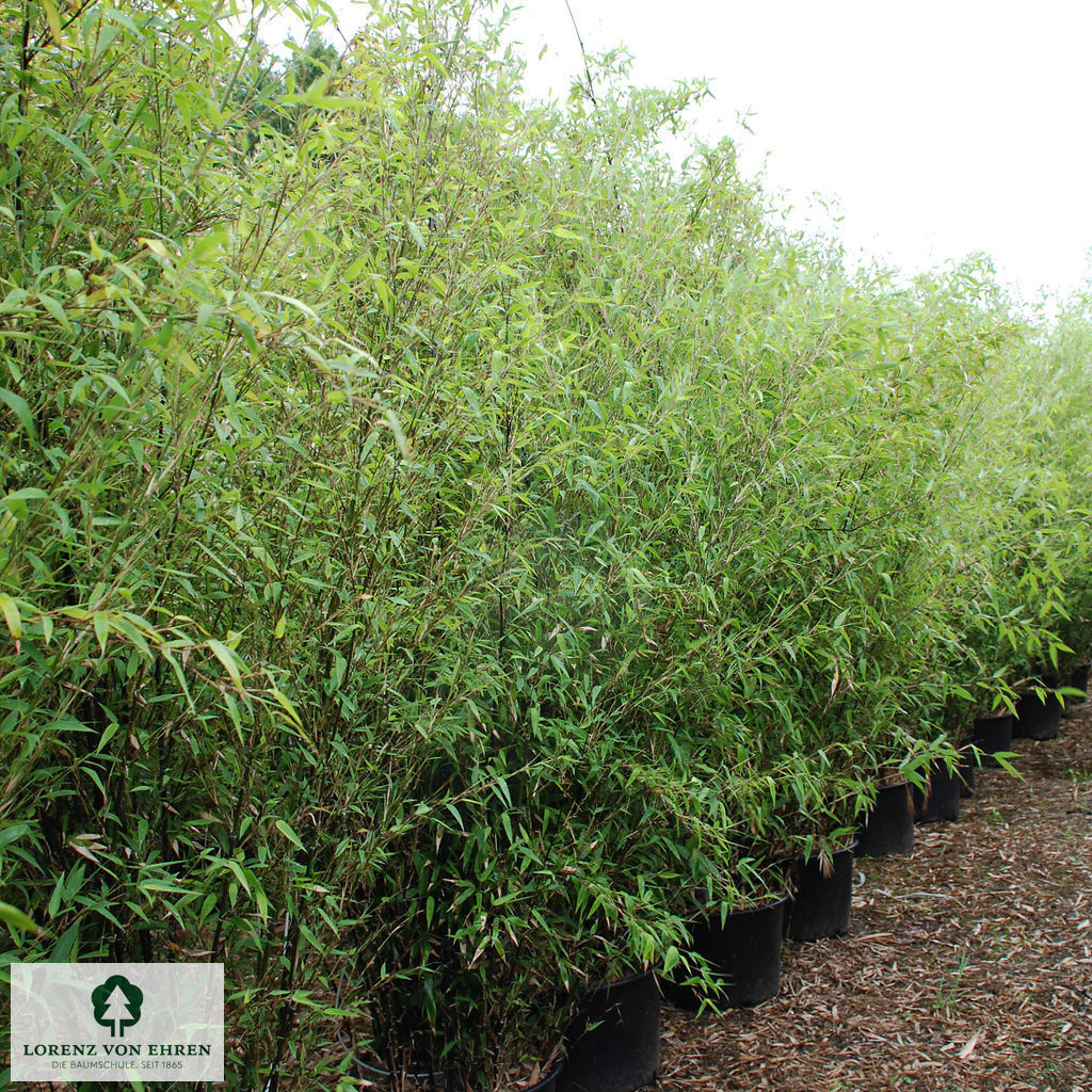 Phyllostachys nigra punctata