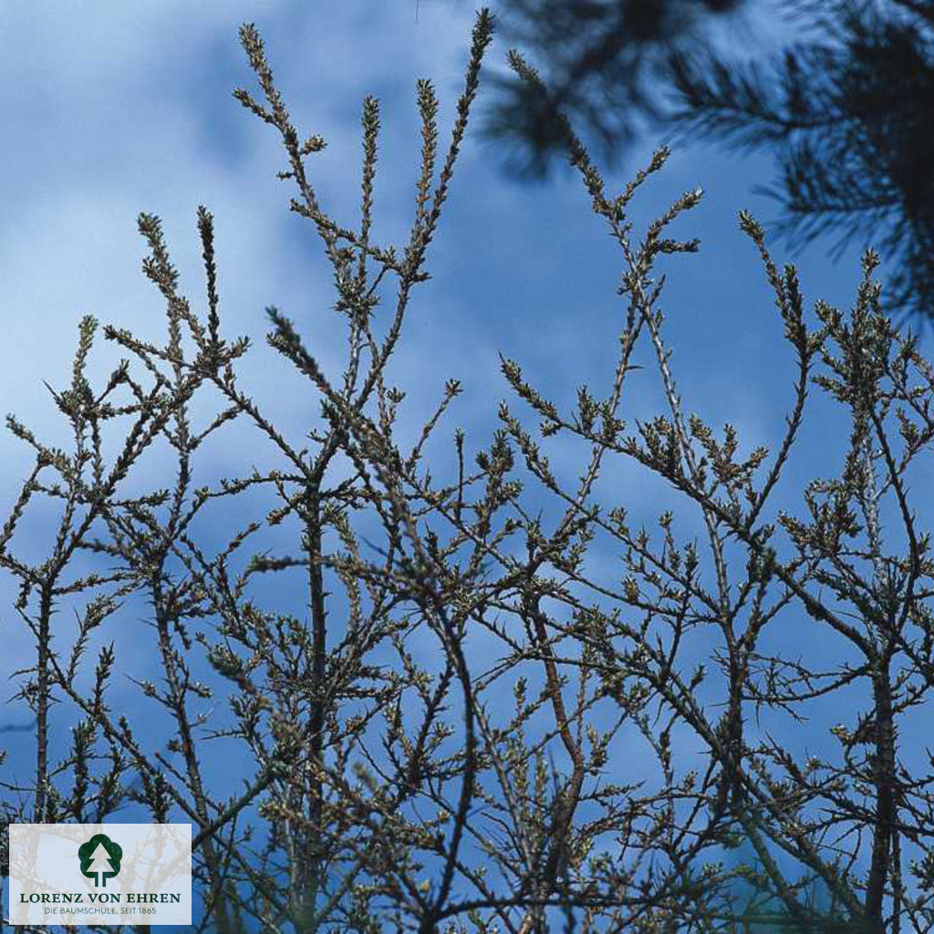 Hippophae rhamnoides 'Pollmix'