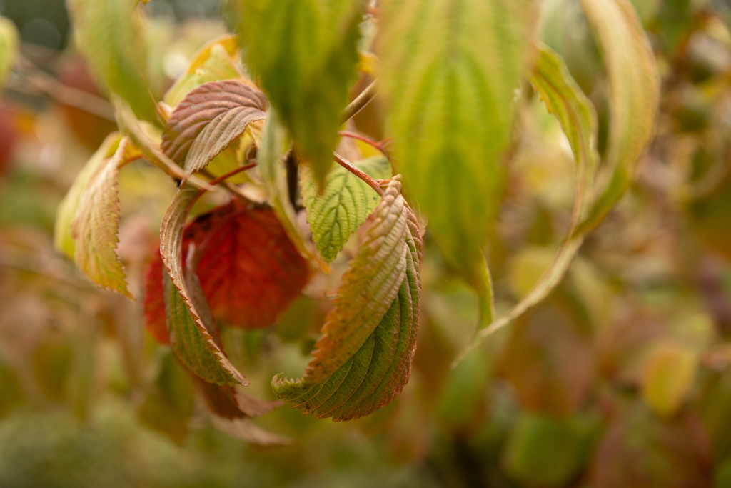 Viburnum plicatum 'Mariesii'  Bonsai