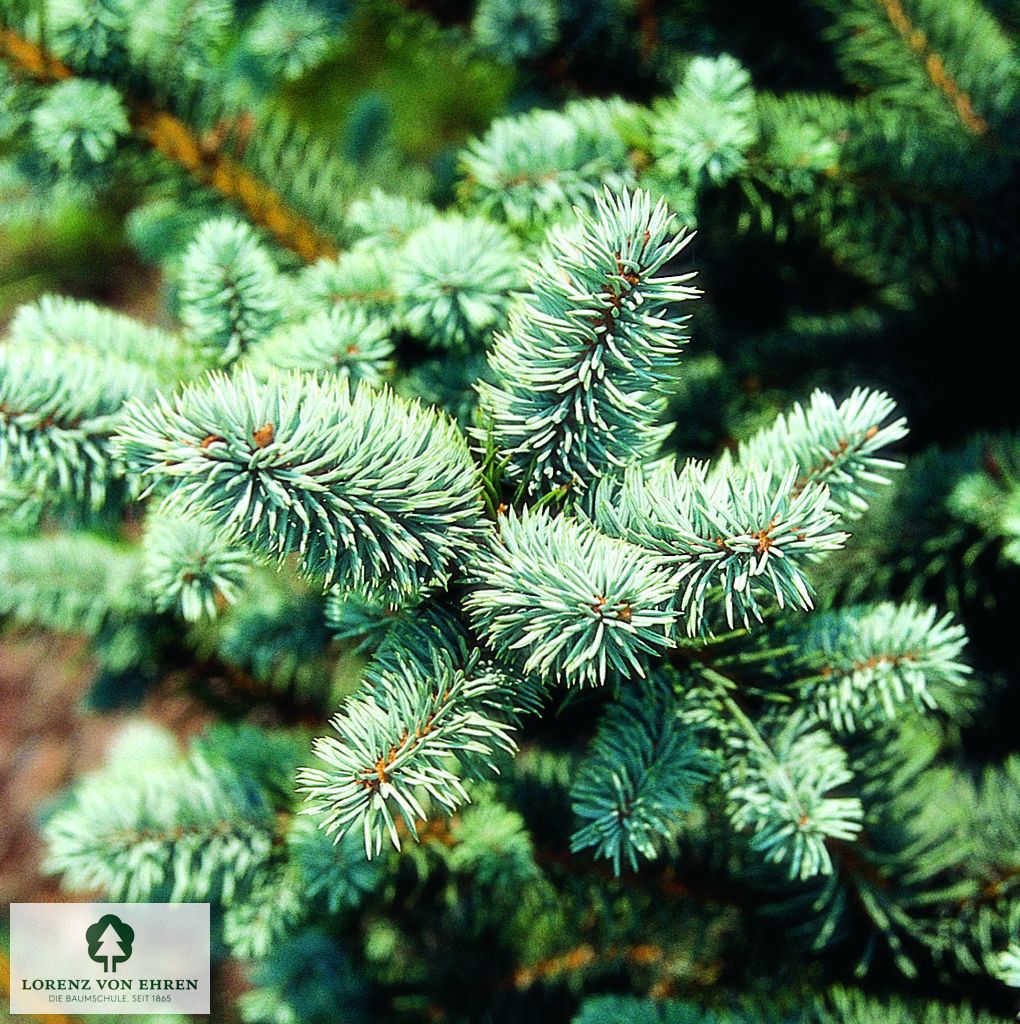 Picea pungens 'Oldenburg'