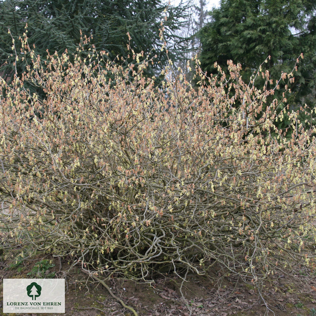 Corylopsis pauciflora