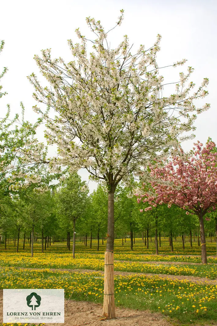 Prunus cerasus 'Morellenfeuer'