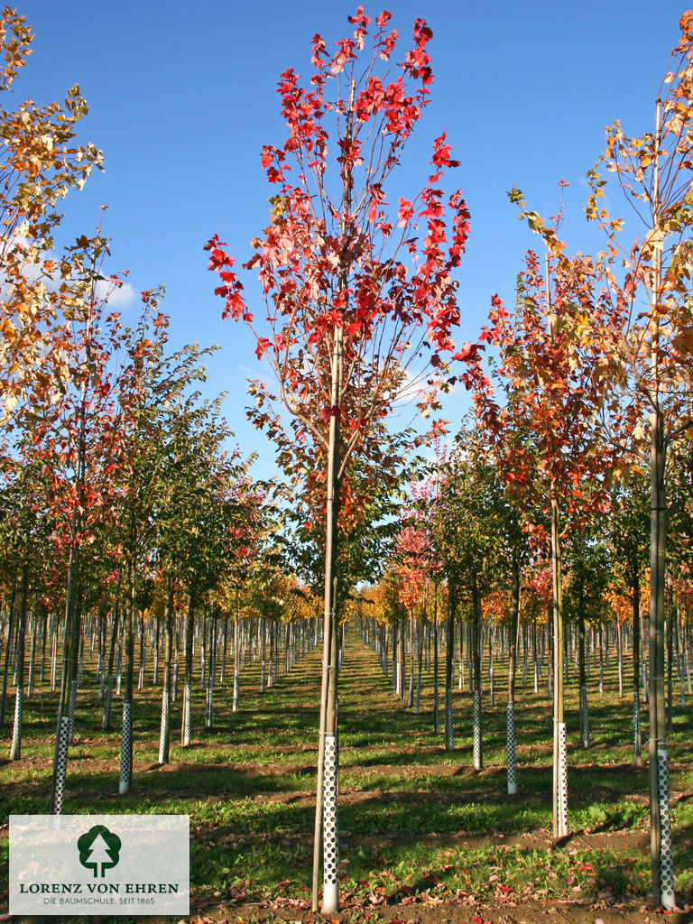 Acer rubrum 'Scanlon'