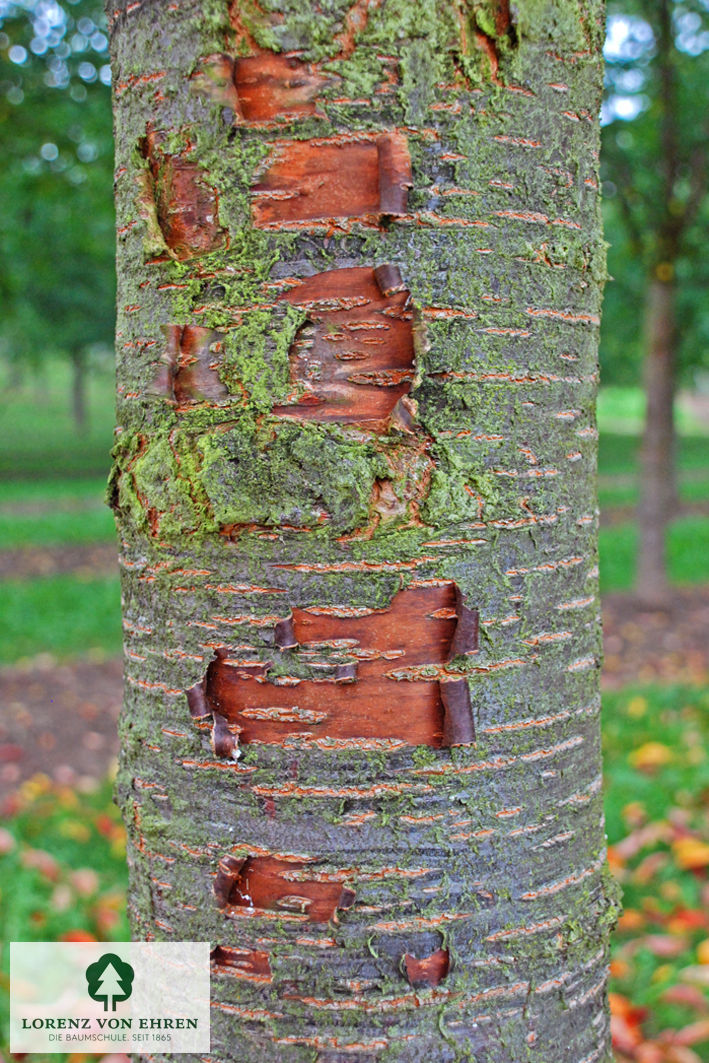 Prunus sargentii