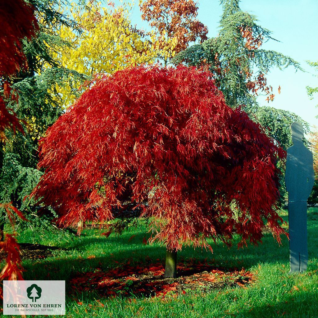 Acer palmatum 'Dissectum Atropurpureum'