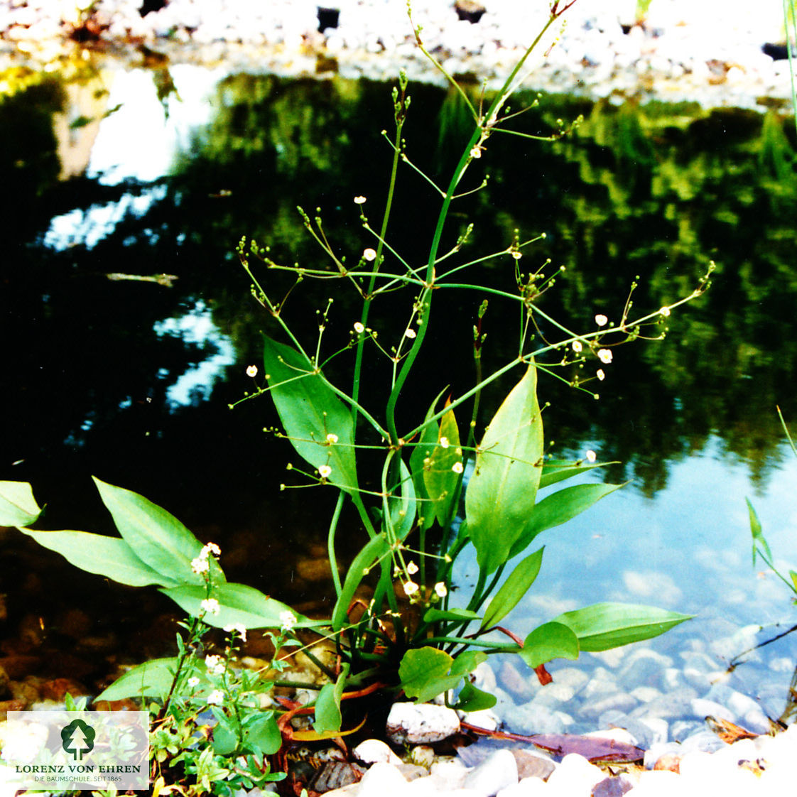 Alisma plantago-aquatica