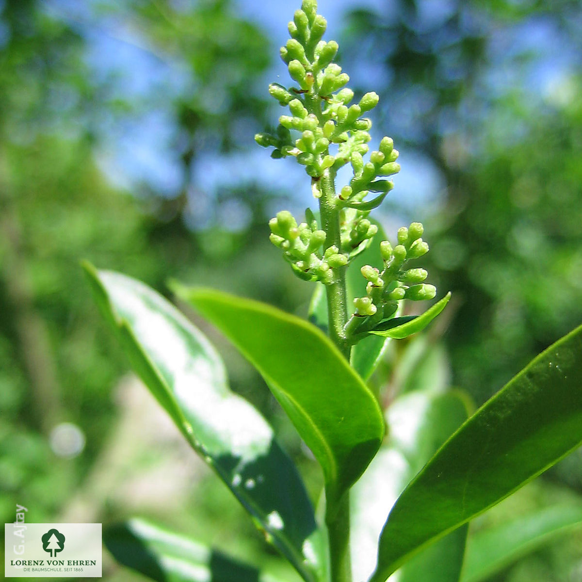 Ligustrum vulgare