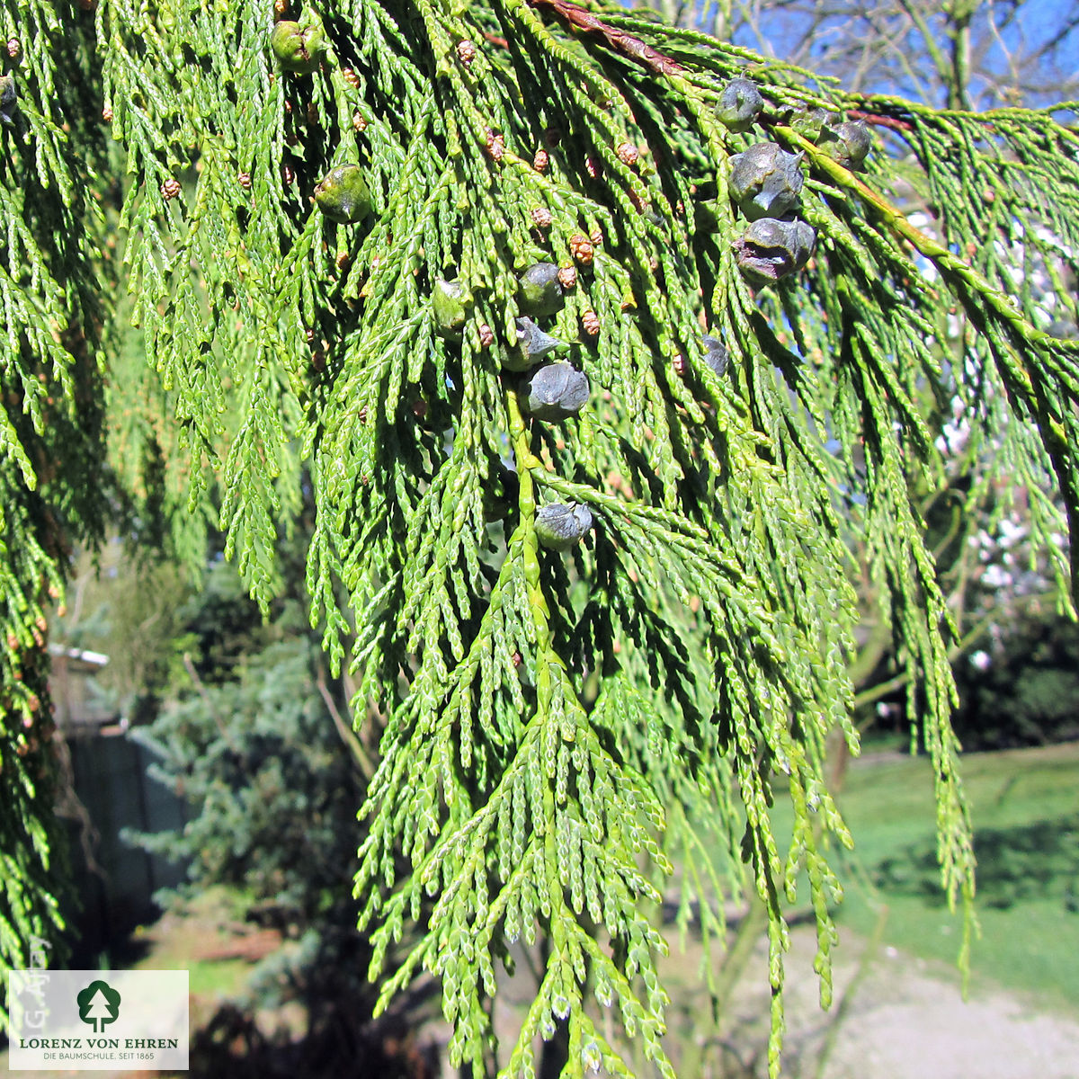 Chamaecyparis nootkatensis 'Pendula'