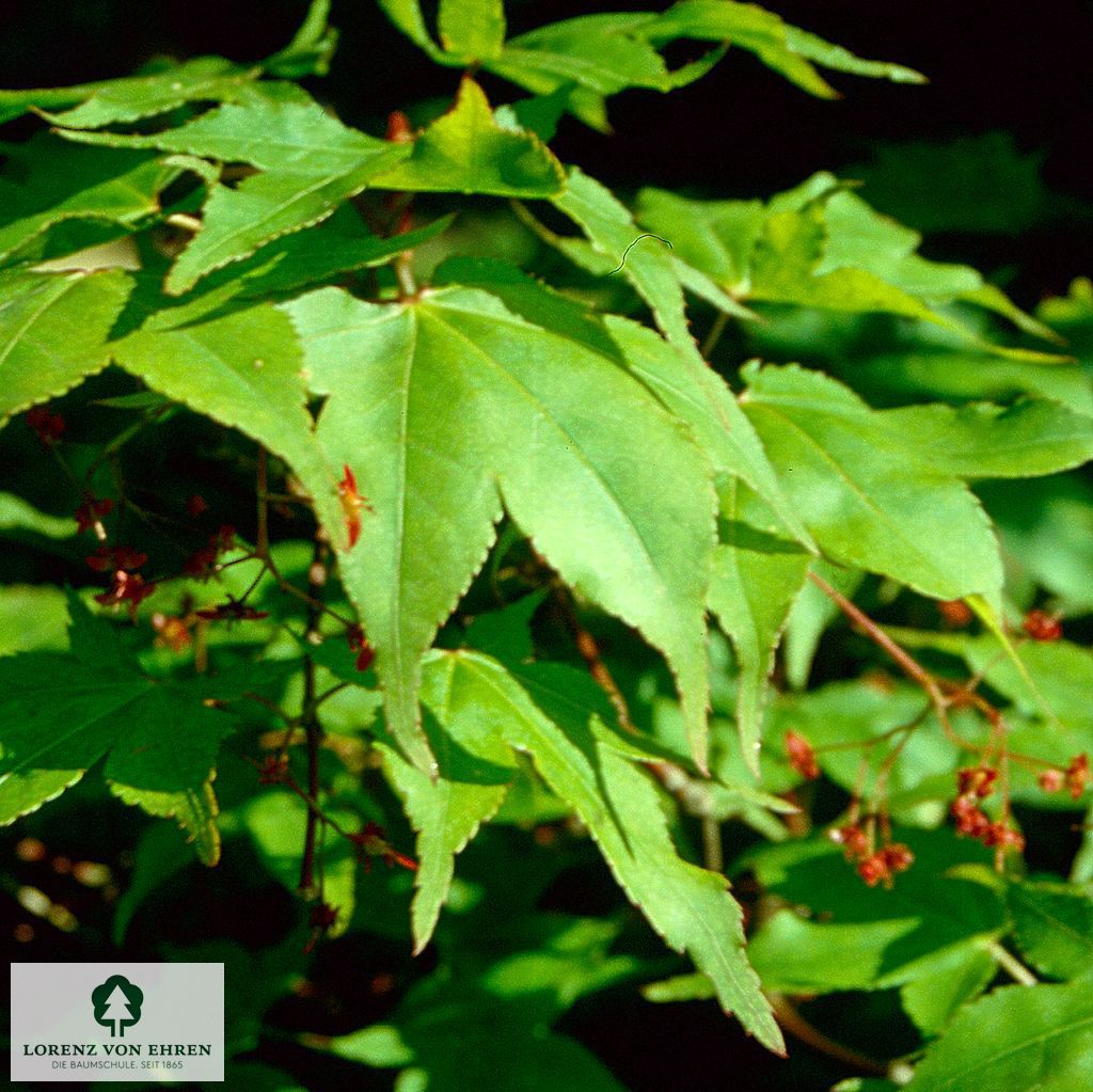 Acer palmatum 'Osakazuki'