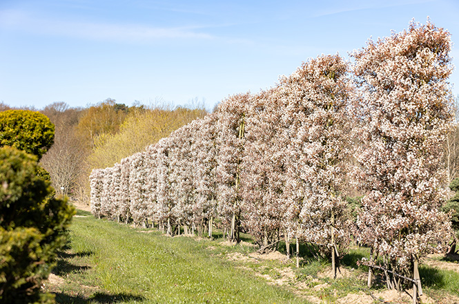 Amelanchier lamarkii Spalier Amelanchier lamarkii als blühendes Spalier