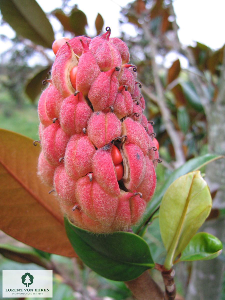 Magnolia grandiflora 'Blanchard'