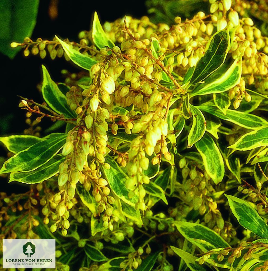 Pieris japonica 'Variegata'