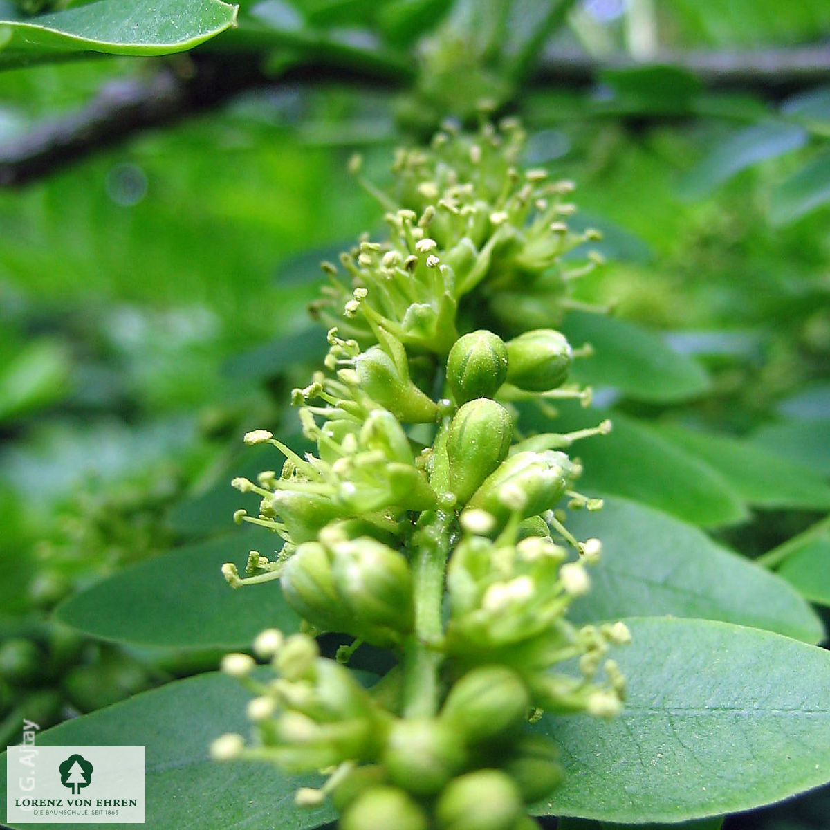 Gleditsia triacanthos