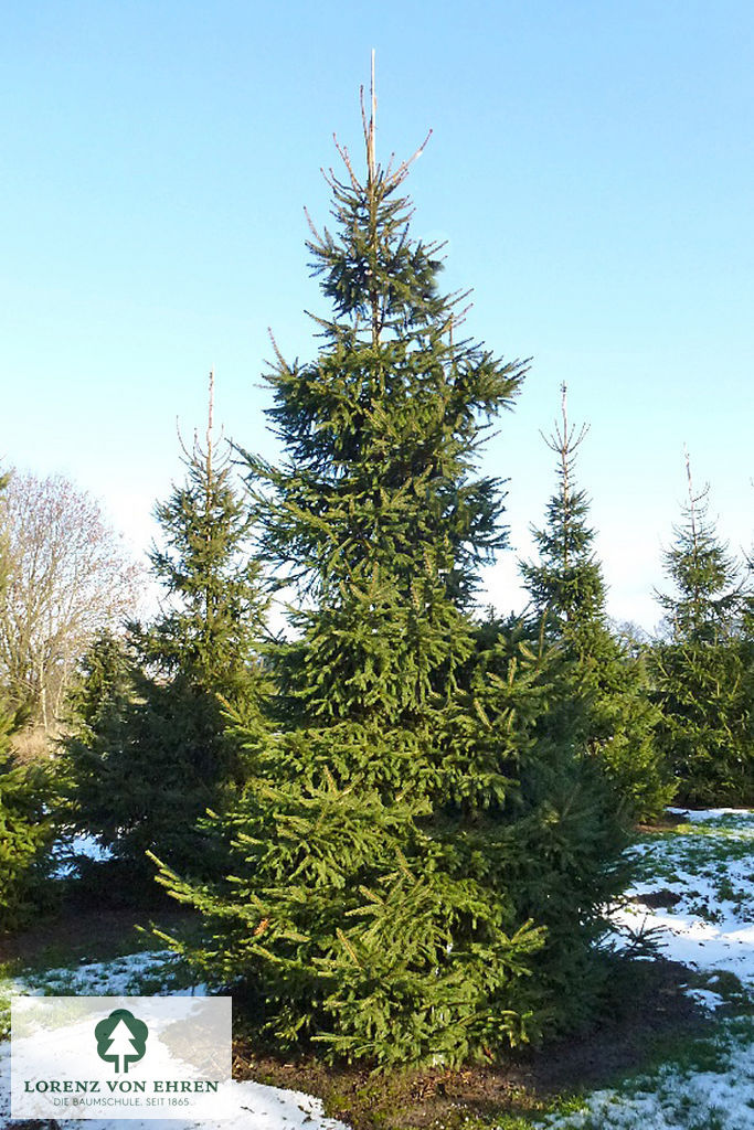 Picea abies