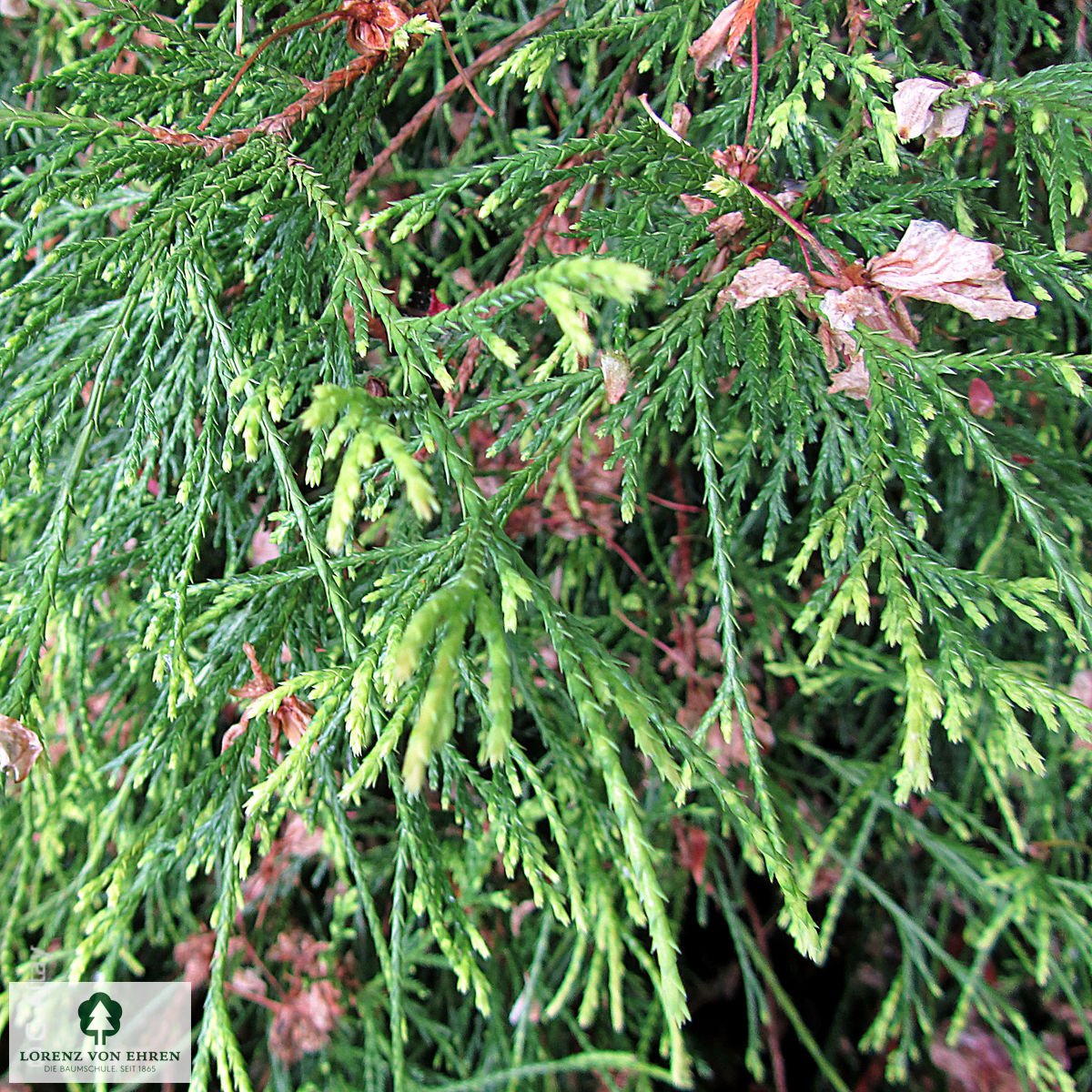 Chamaecyparis pisifera 'Filifera Nana'