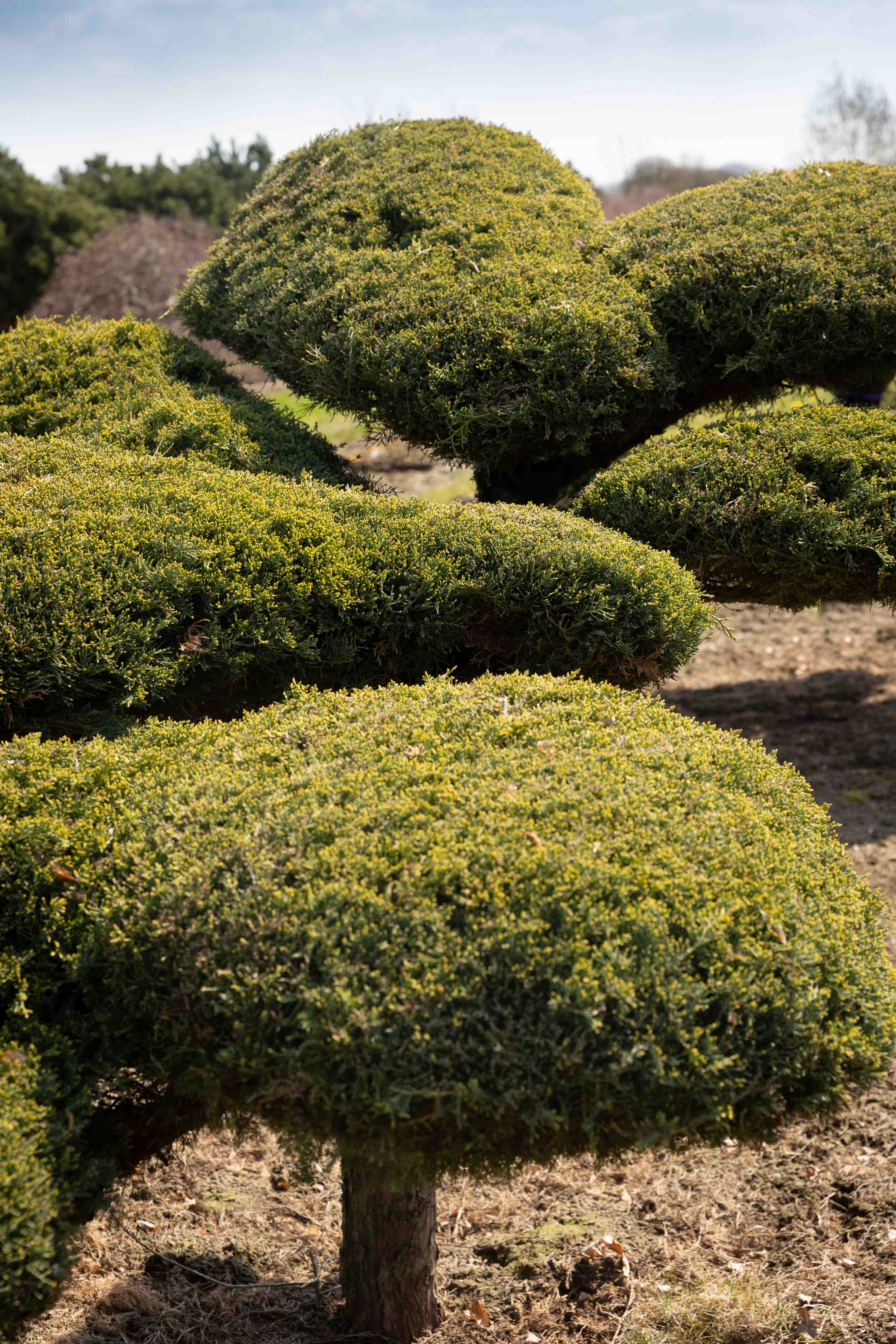Juniperus media 'Pfitzeriana Glauca' Bonsai