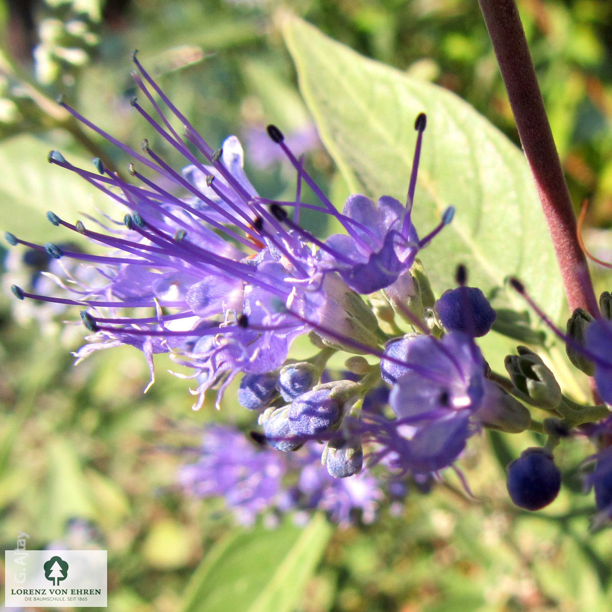 Caryopteris clandonensis 'Kew Blue'