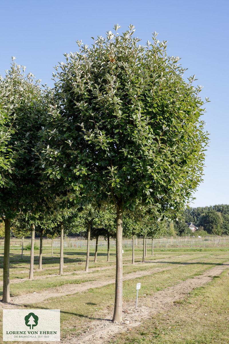 Sorbus aria 'Magnifica'