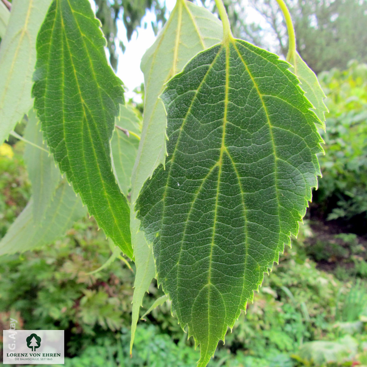 Celtis australis