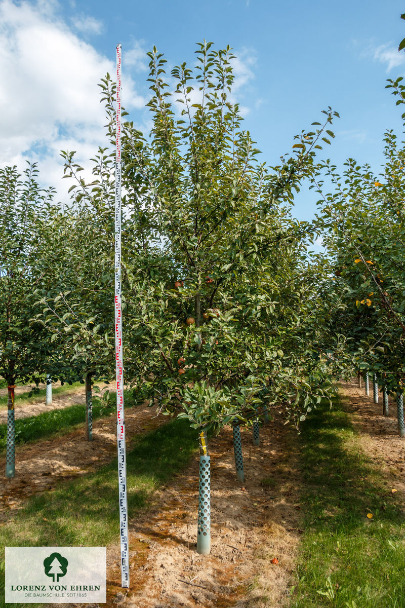 Malus domestica 'Braeburn'