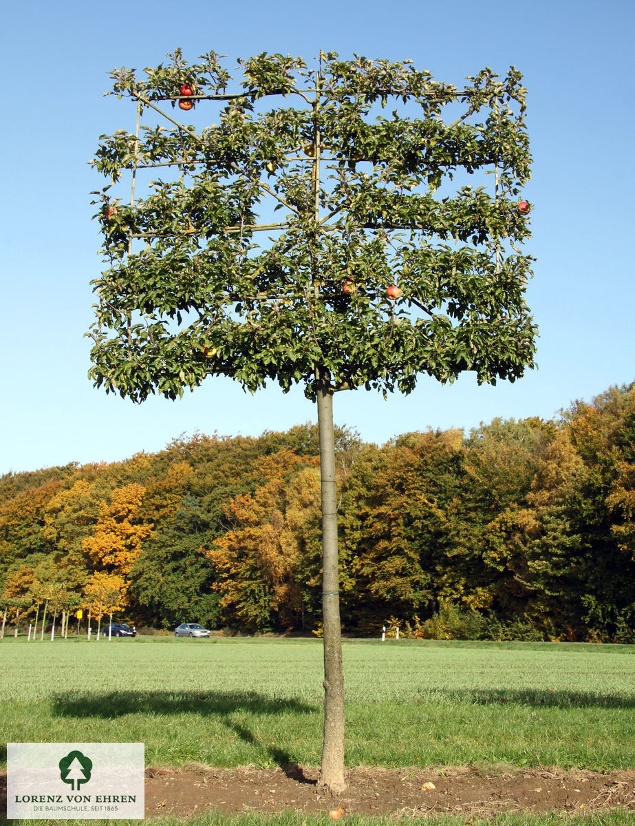 Malus domestica 'Holsteiner Cox'