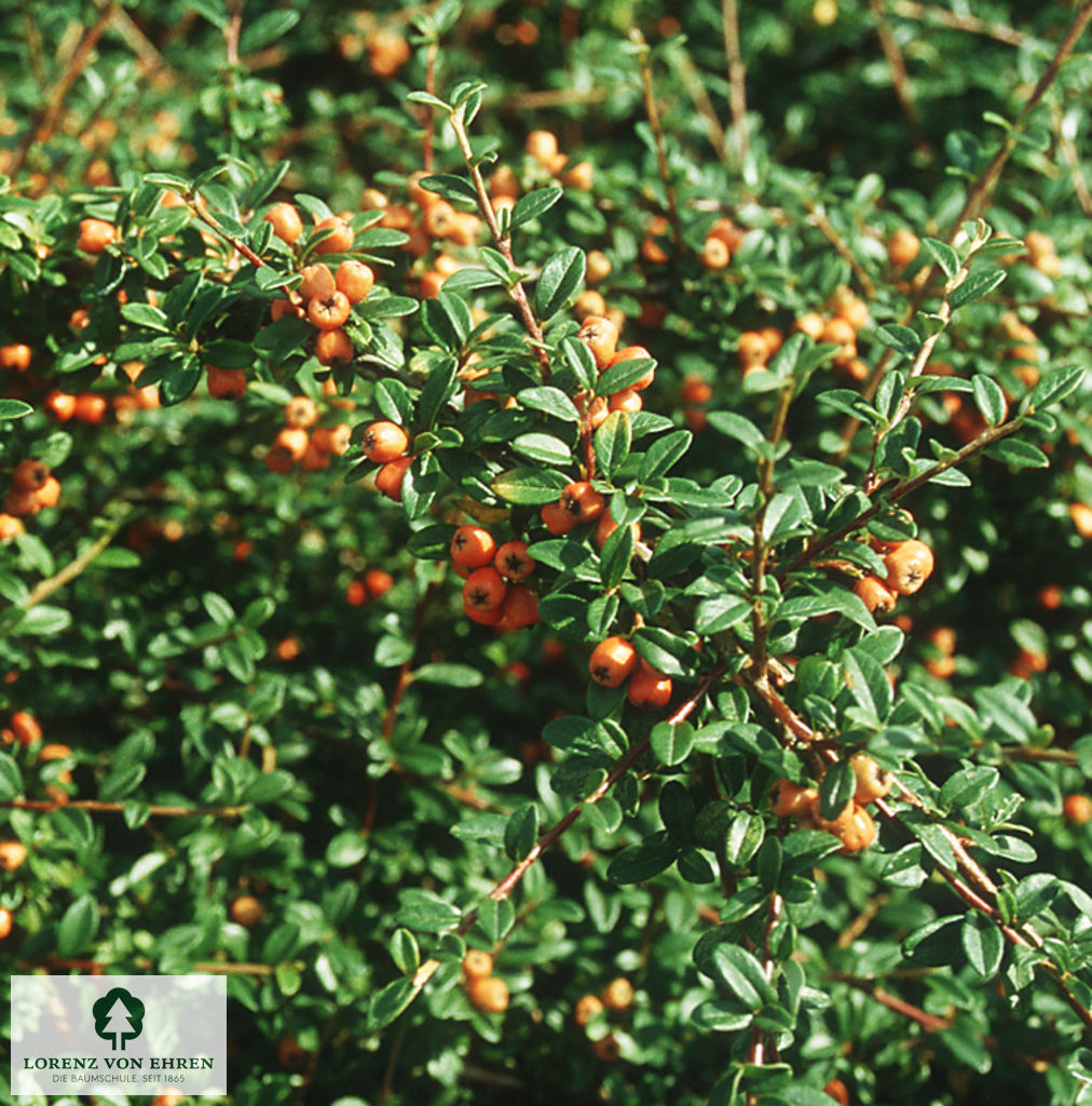 Cotoneaster dammeri 'Coral Beauty'