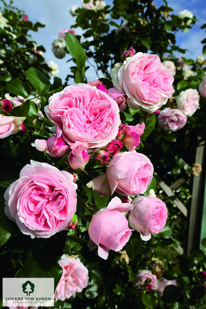 Rosa 'Giardina'
