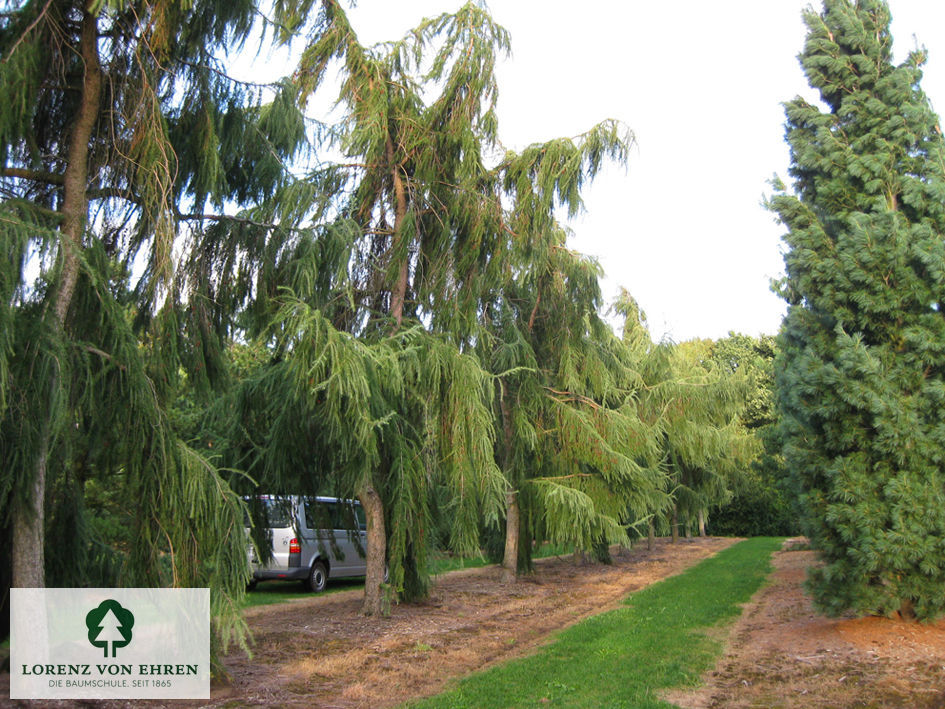 Larix kaempferi 'Pendula'