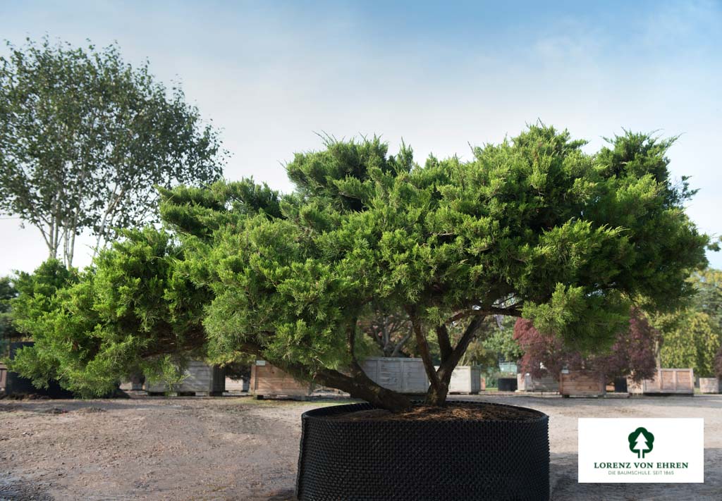 Der Juniperus media Mint Julep ist ein echter Hingucker in jedem Garten. Der Strauch ist nicht nur mit seinem frischen Grün ein Highlight, sondern auch mit seinen Beeren, die im Herbst eine schöne blaue Farbe annehmen. Der Juniperus media Mint Julep ist e