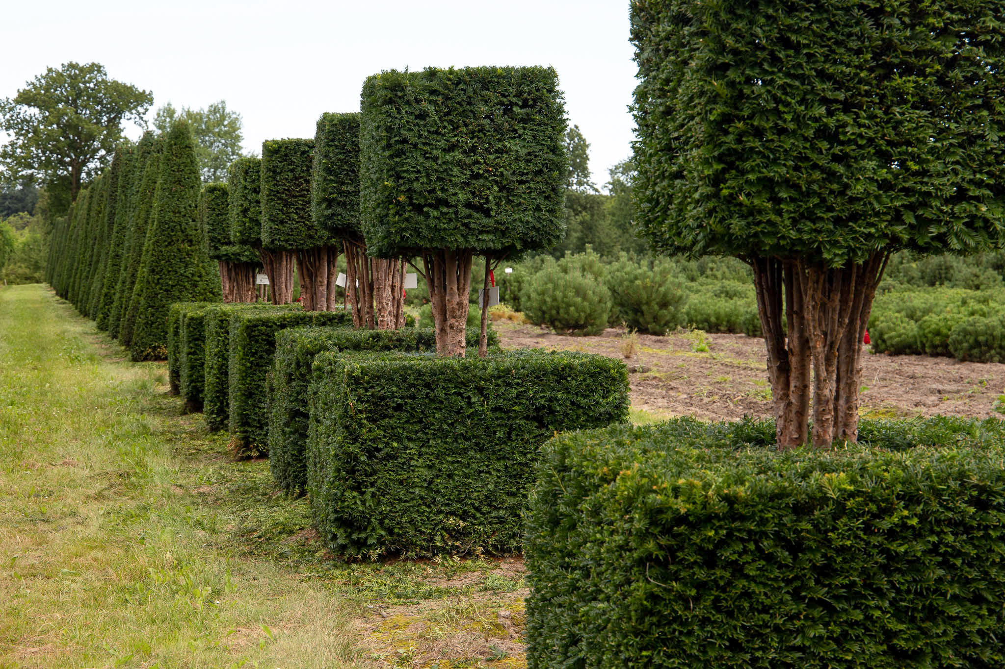 Baum in Würfelform