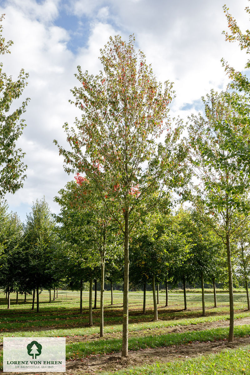 Acer rubrum 'October Glory'