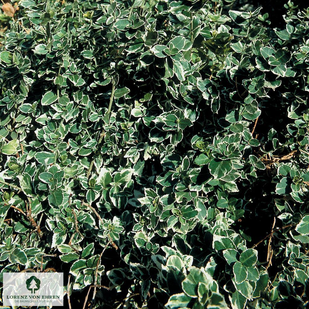 Euonymus fortunei 'Emerald Gaiety'