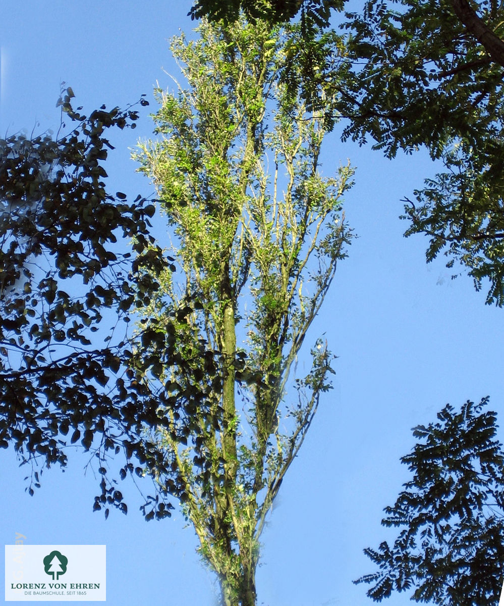 Robinia pseudoacacia 'Pyramidalis'