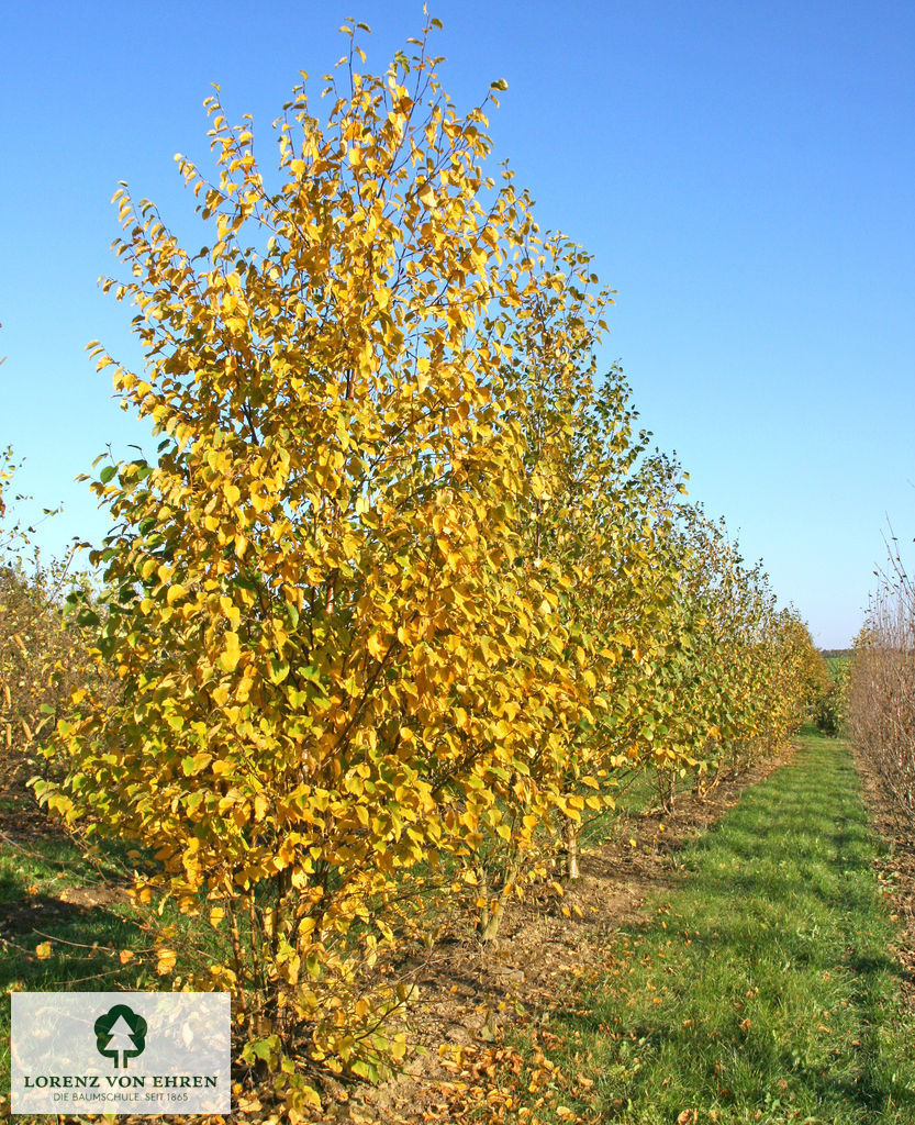 Betula papyrifera