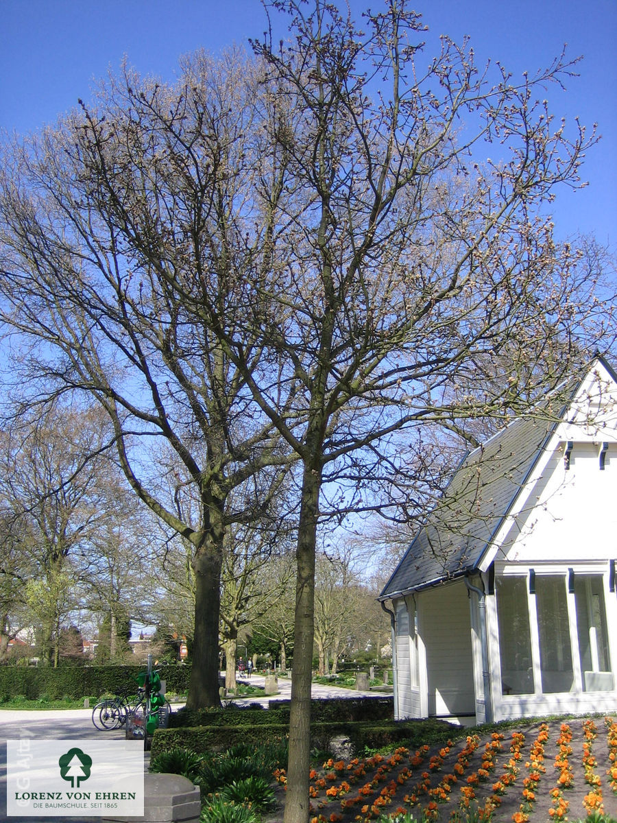 Quercus macranthera