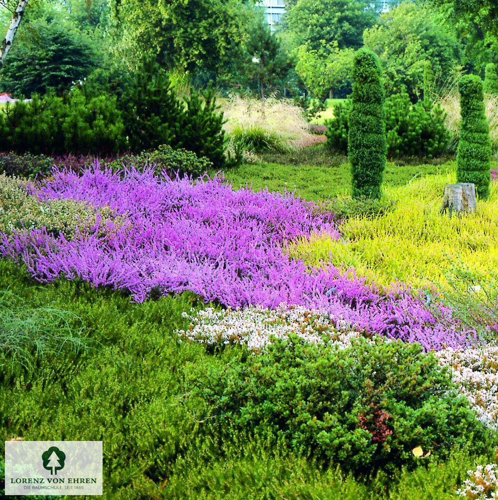 Calluna vulgaris 'Grizabella'