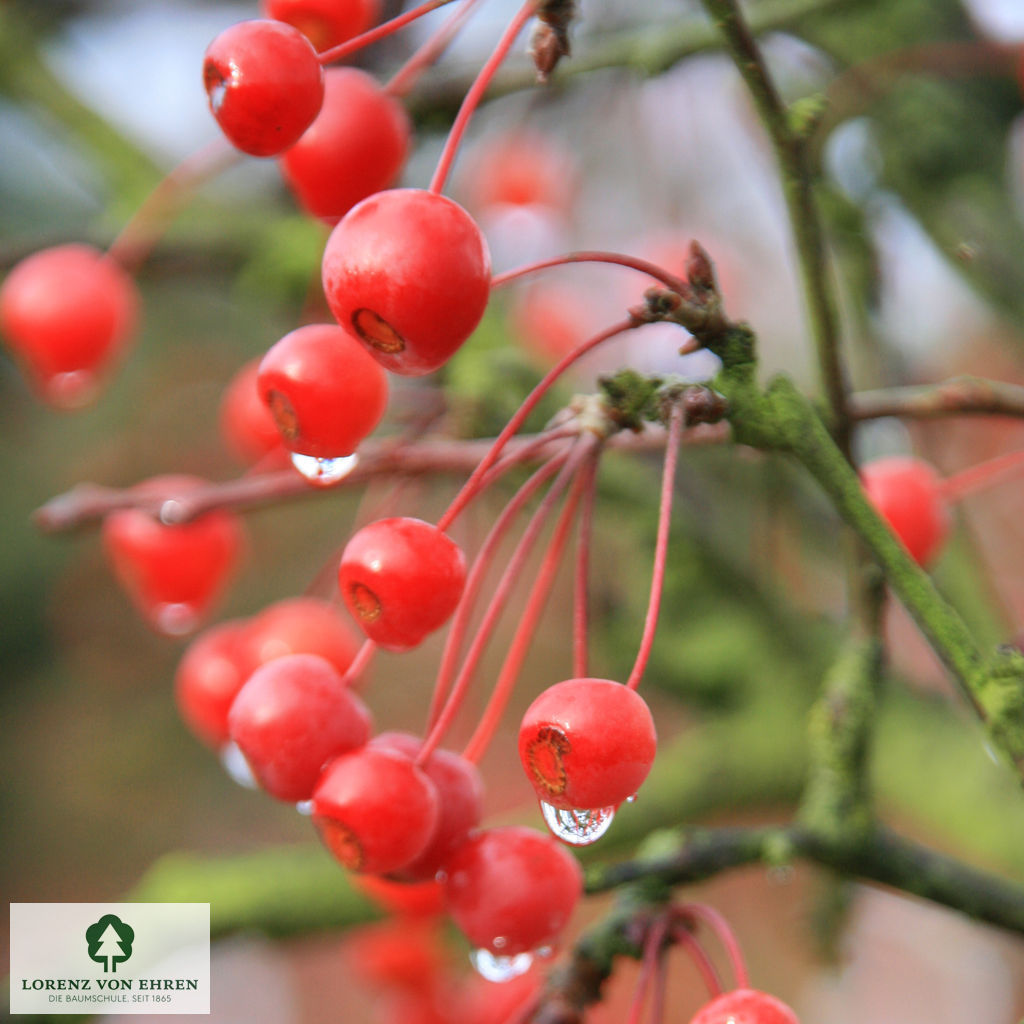 Malus toringo sargentii Veredlung