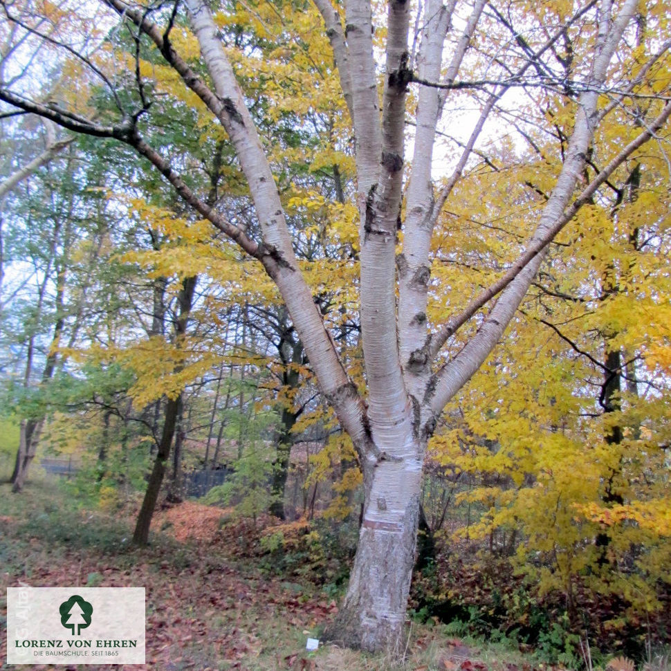 Betula maximowicziana