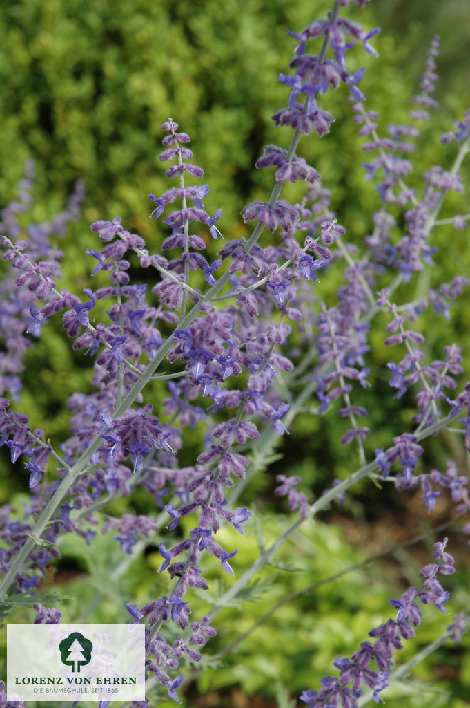 Perovskia abrotanoides